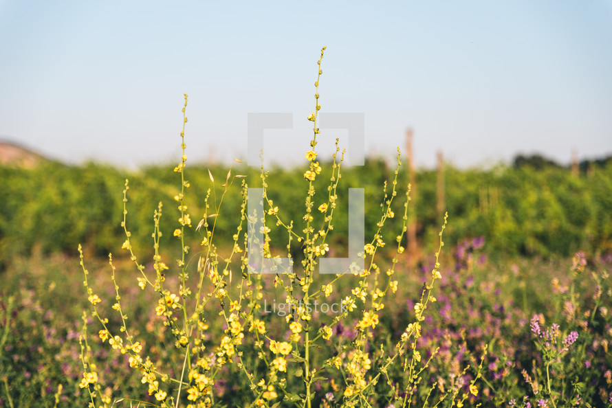 Yellow field flowers Against vineyard