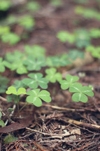 green clover on the ground 
