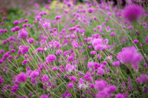 Purple wild flowers 