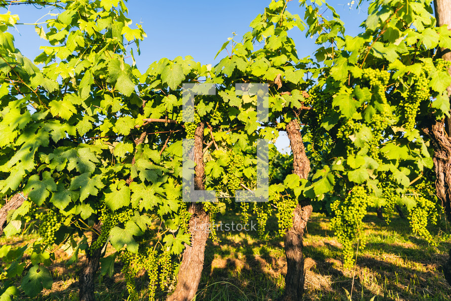 Large leaves of the vineyards and unripe bunches