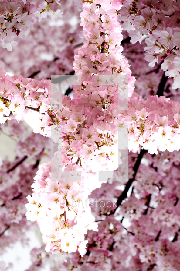 pink spring blossoms 