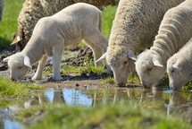 Herd of sheep and lambs on sunrise drinking water 