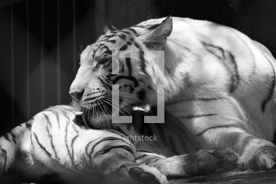 a white tiger grooming herself 