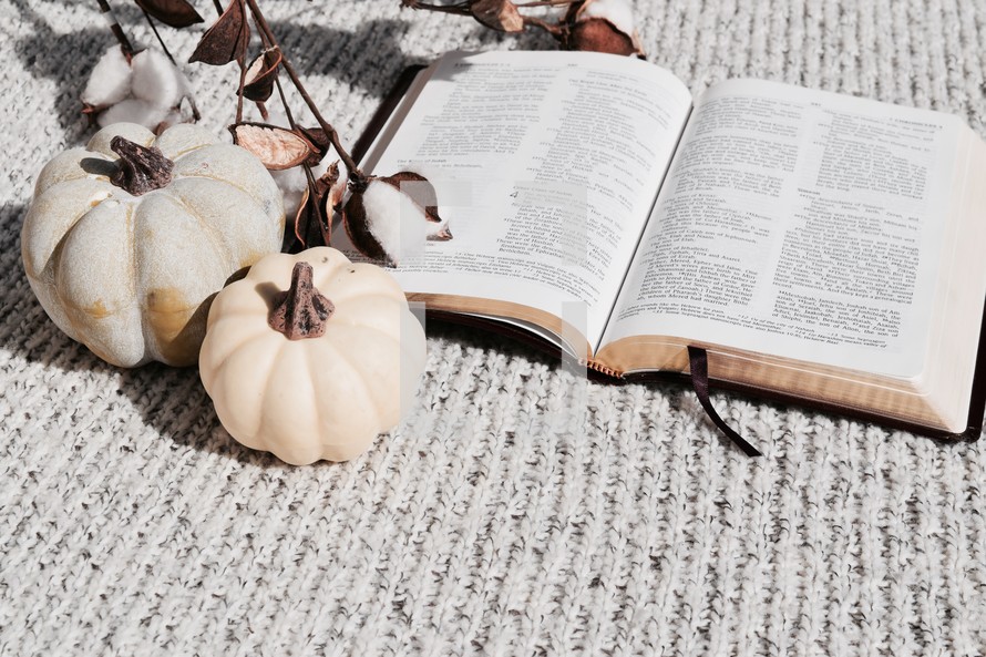 open Bible, pumpkins, and cotton sprays on a gray knit blanket 