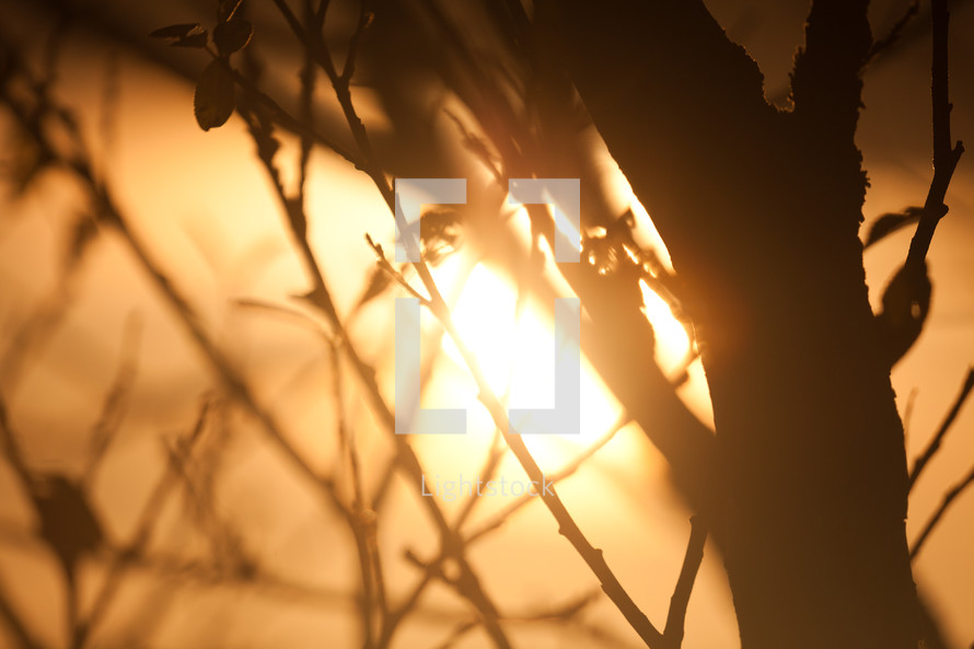 Sunset through tree branches.