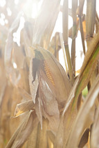 corn crops 