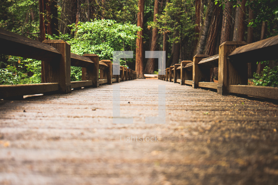 Wood boardwalk in a forest | Bridge | Journey | Destination | Outside | Outdoors 