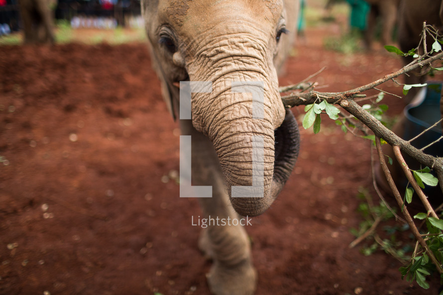 young elephant carrying a stick 