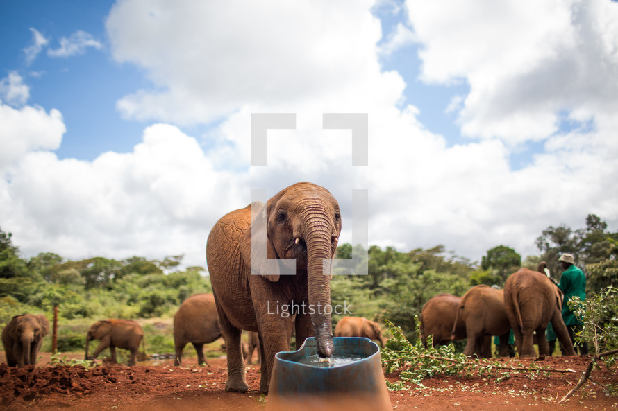 elephant drinking 