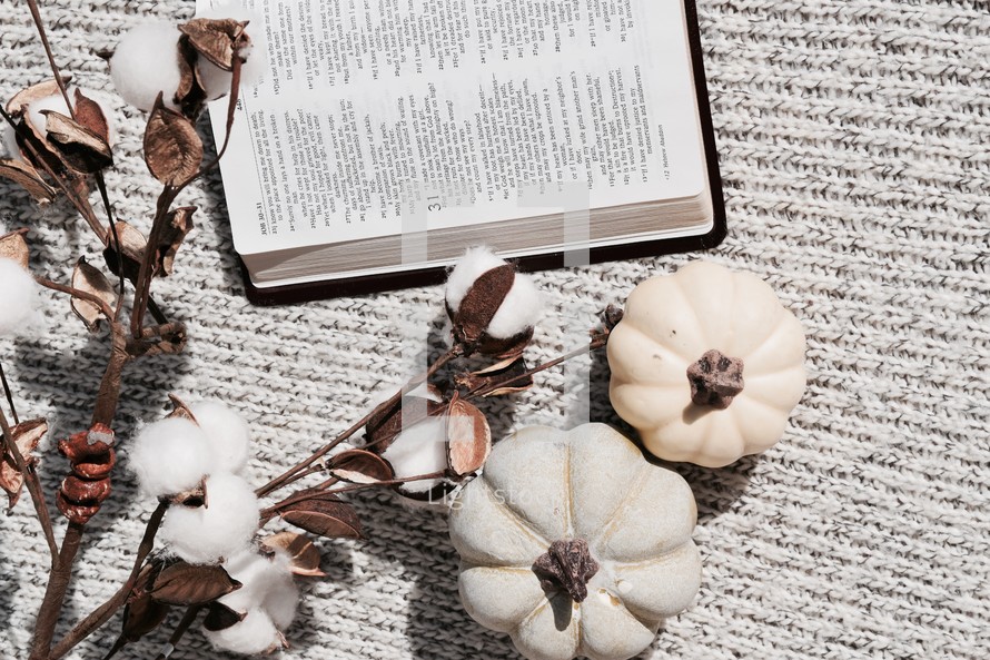 pumpkins, open Bible, and cotton sprays on a gray knit blanket 