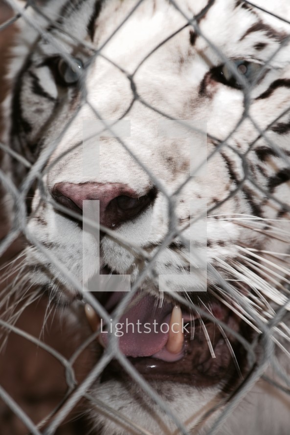 eyes of a white tiger roaring 
