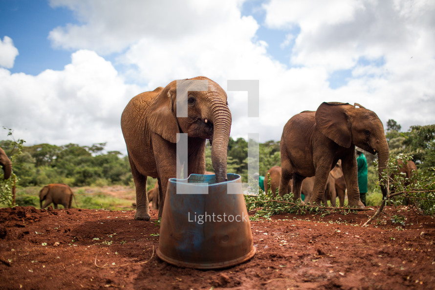 elephant drinking 