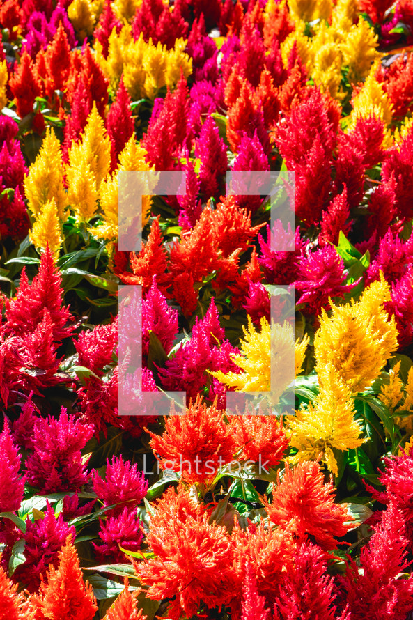 A full frame of yellow, Orange and red flowers, in the Botanical garden in São Paulo Brazil.Abstract Background.