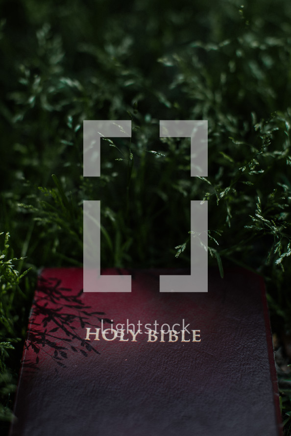 Bible in  the grass 