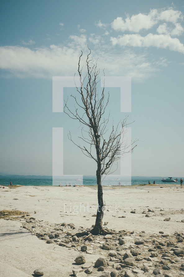 bare tree on a beach 