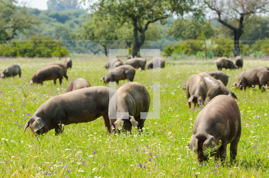 pigs in a pasture 