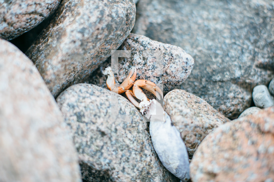 crab claws on rocks 