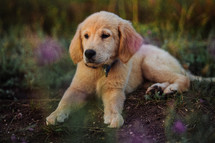 Amazing Portrait Of Adorable Golden Retriever Puppy On Summer Golden Hour Nature. Tiny dog, cute lovely pet, new member of family