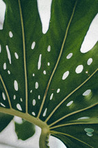 green tropical leaves with holes 