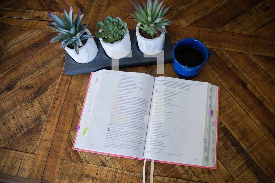 house plants and opened BIble 