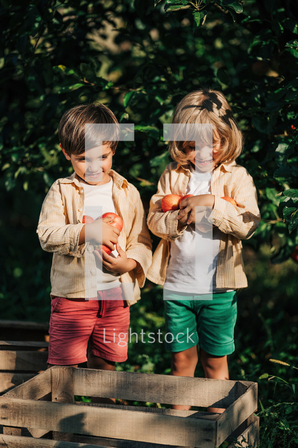 Cute little toddler boys picking up ripe red apples in basket. Brothers in garden explores plants, nature in autumn. Amazing scene. Twins, family, love, harvest, childhood concept