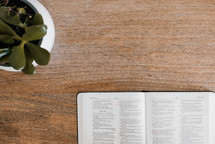 open Bible and house plant on a wooden desk 