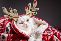 Portrait of fluffy white cat in Christmas decoration deer horns and Santa Claus