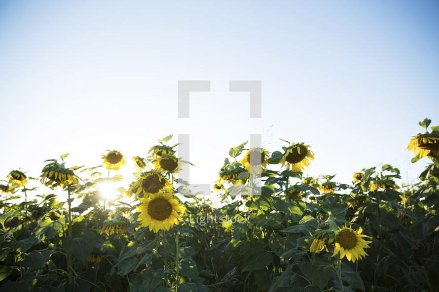 field of sunflowers under a blue sky 