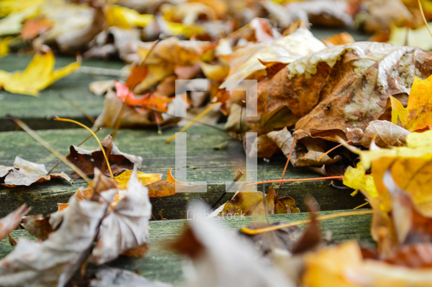 autumn leaves on bridge
