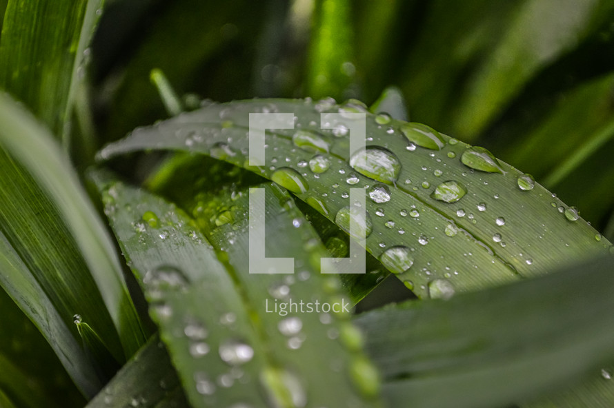 water droplets on blades of grass