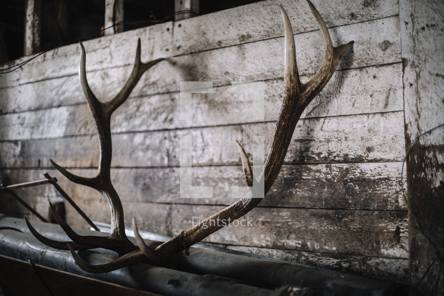 horns from a deer shot for food on the farm