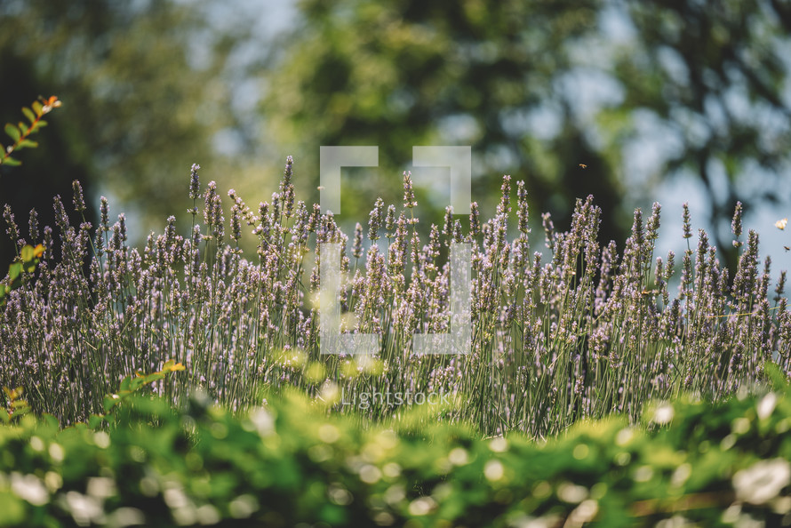 Blooming lavenders