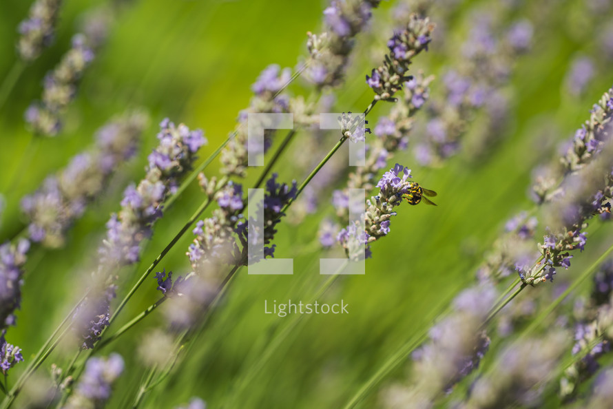 Bee on the lavender flowers