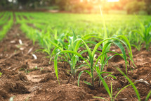 young corn crops in a field 