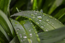 water droplets on blades of grass