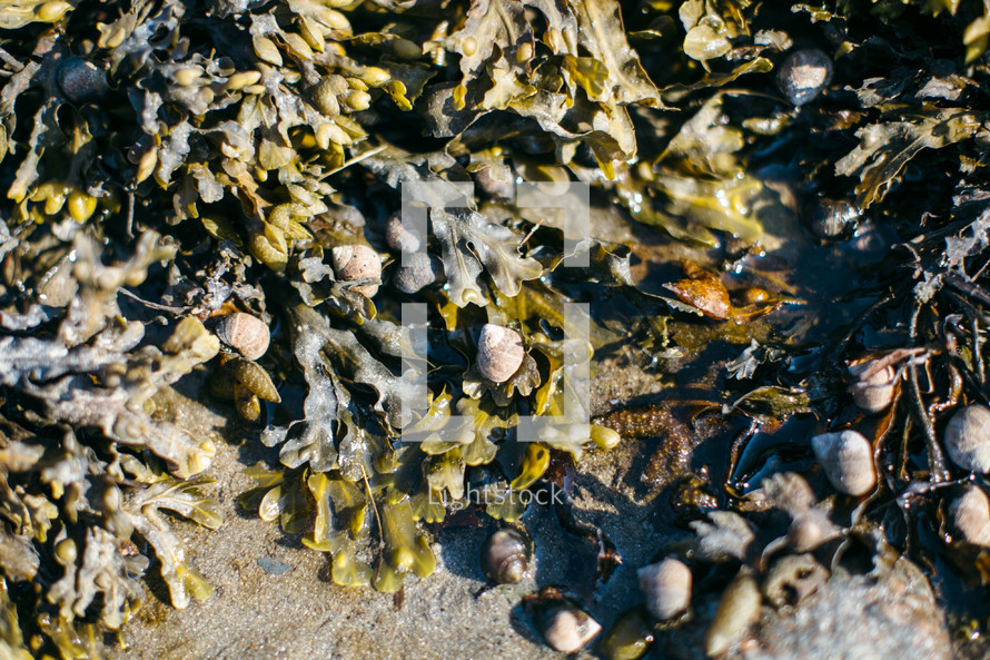 hermit crabs on seaweed 