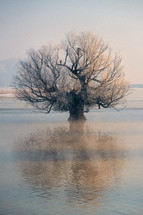 Large, isolated tree in flood water