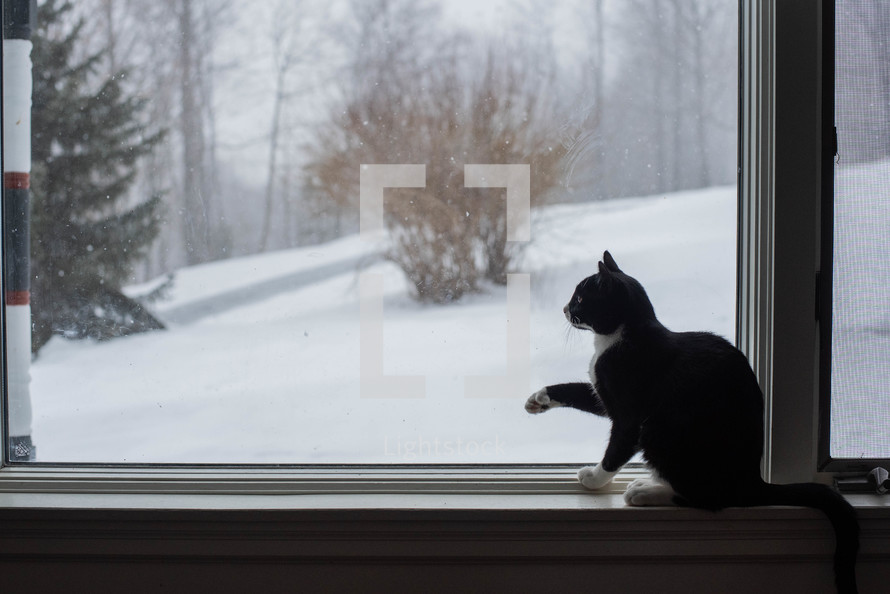 a kitten in a window looking out at snow 