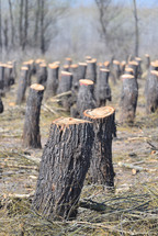 Bearing Witness to the Destruction: Deforestation and Its Impact on the Natural Balance
