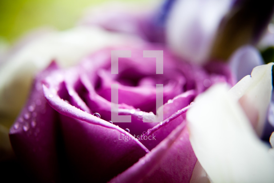 wet purple rose