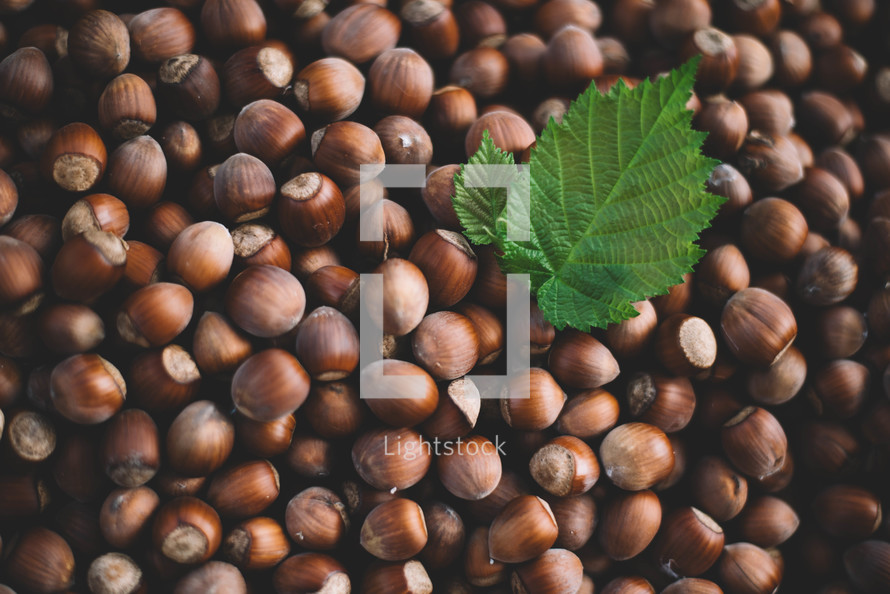 Hazelnut background with green leaf