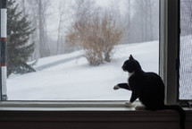 a kitten in a window looking out at snow 