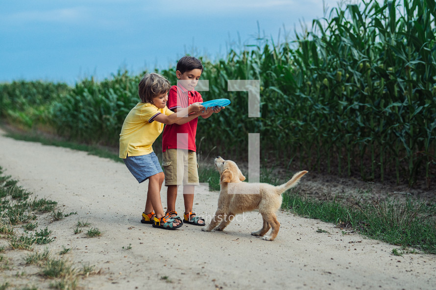 Toddlers twins brothers Playing Frisbee with golden retriever puppy on wonderland country road. Amazing sunset light. Kids with doggy. Happy friendly pet, cinematic unforgettable moments. High quality