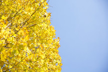 yellow leaves on a tree and blue sky 