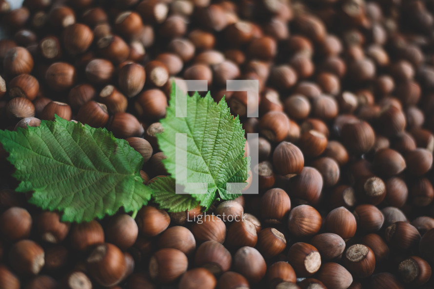 Hazelnut background with green leaf