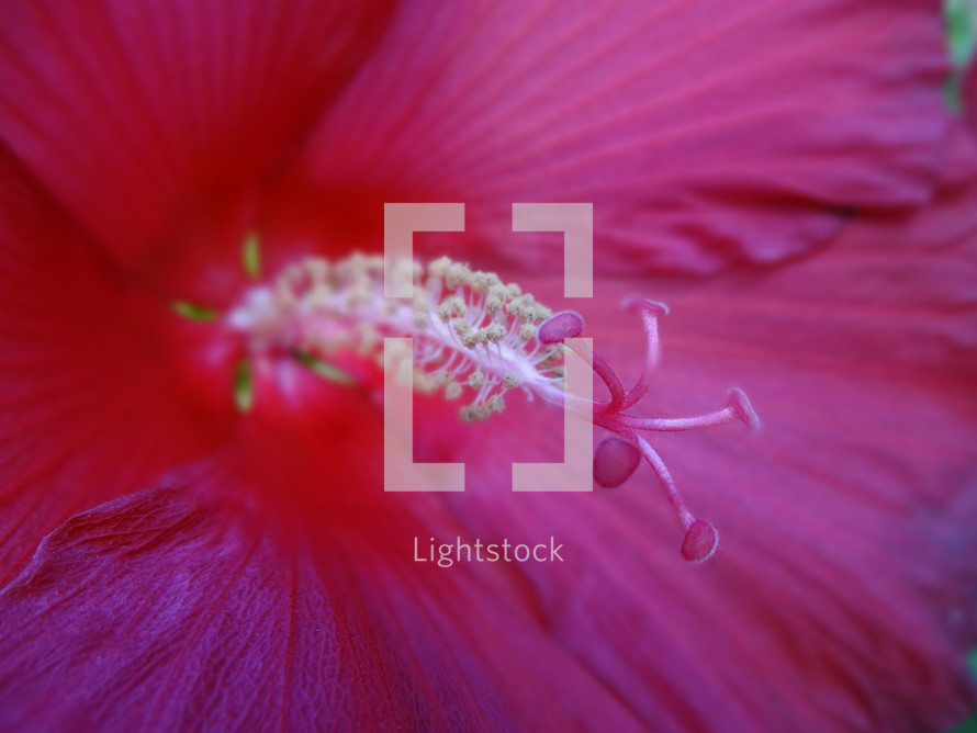 Close up of bright pink azalea flower growing in garden