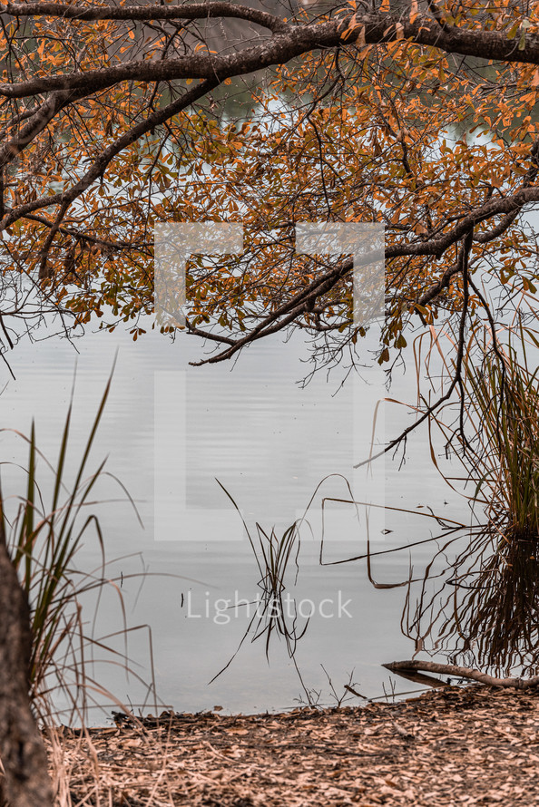 fall branches hanging over a pond 
