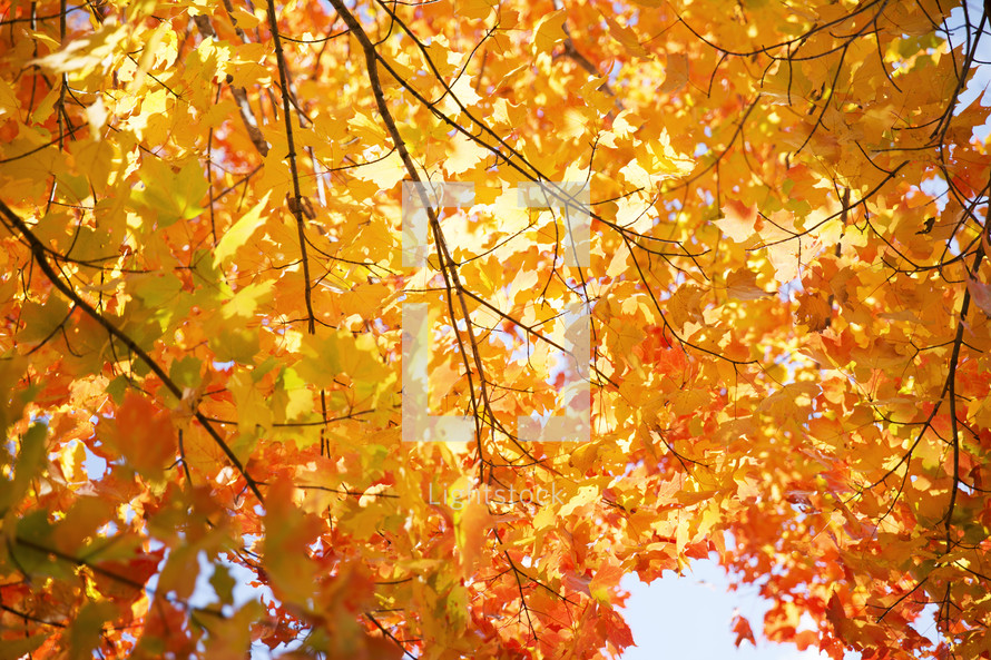 red, orange, and yellow fall leaves on a tree 