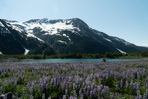 Wildflower Landscape with Snowy Mountains and a Bright Blue Lake in Alaska