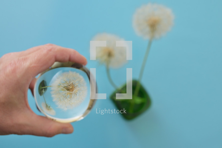 Closeup A Glass Lens ball and Dandelion Flowers